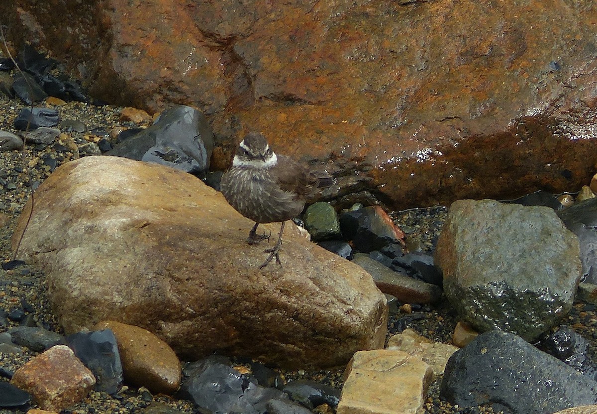 Dark-bellied Cinclodes - ML611362682