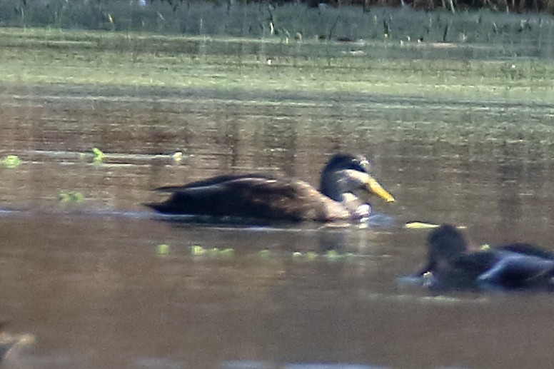 Mallard x American Black Duck (hybrid) - ML611362748