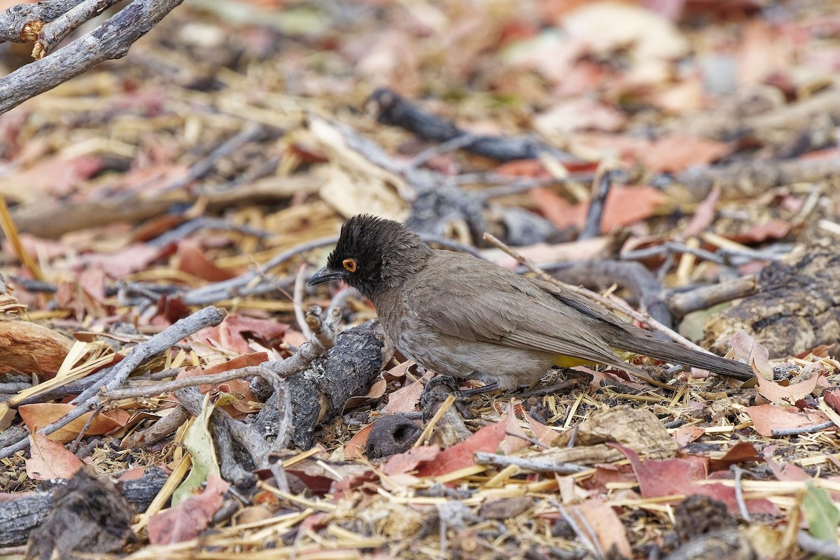 Black-fronted Bulbul - ML611362766