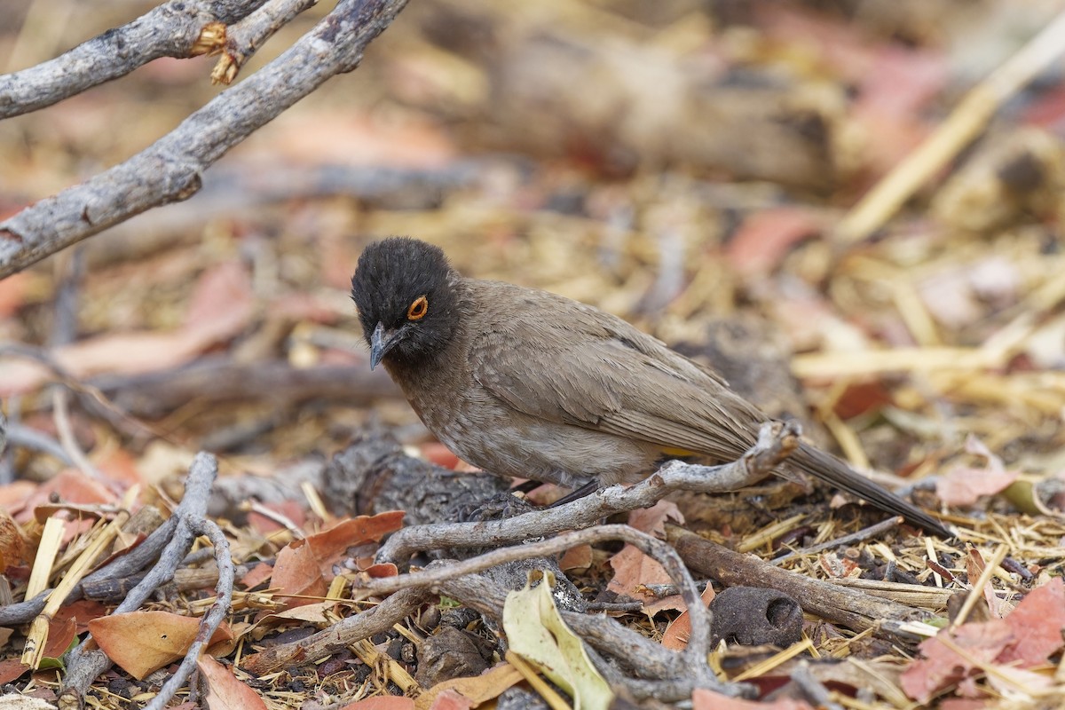 Bulbul Encapuchado - ML611362767