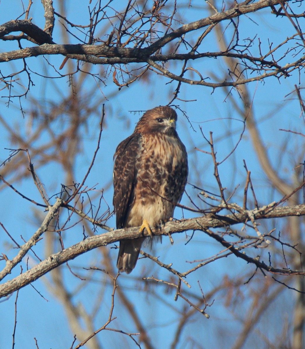 Red-tailed Hawk - ML611362776