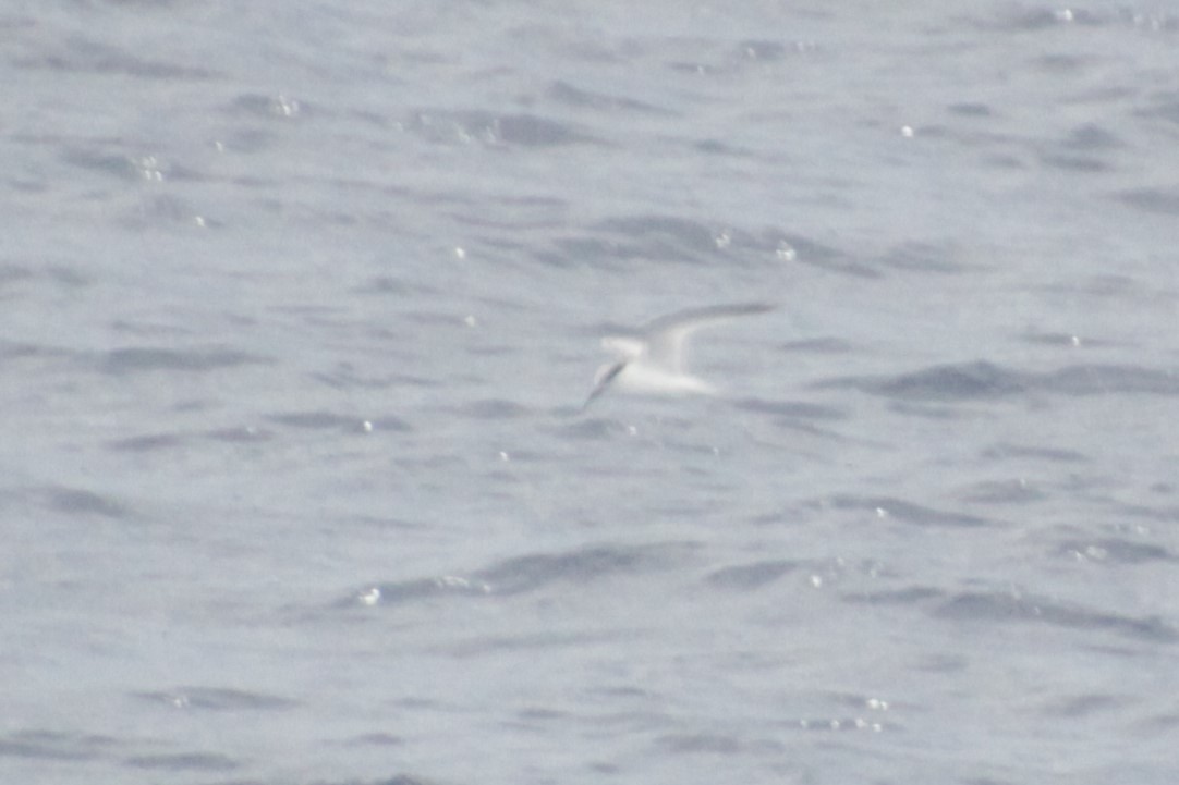 Black-naped Tern - ML611362779