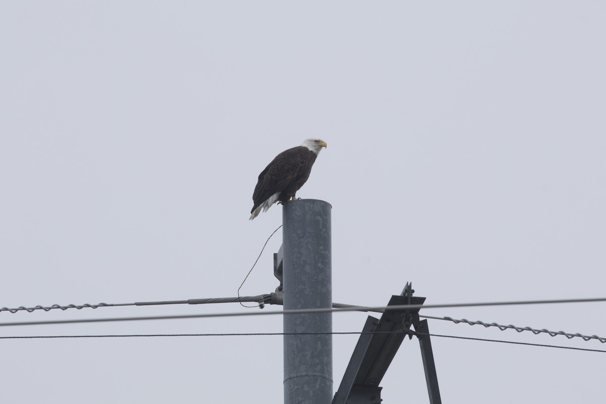 Bald Eagle - ML611362843