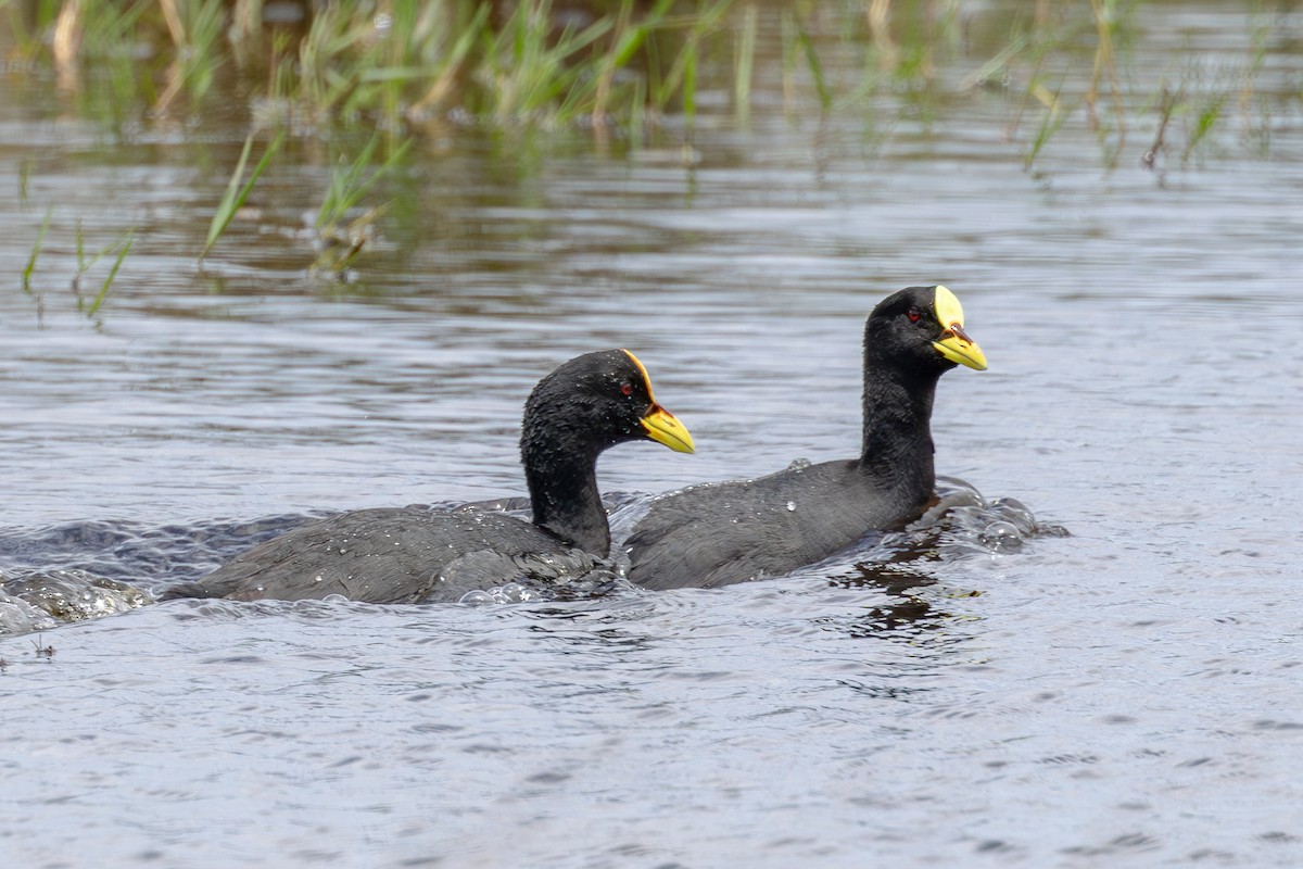 Red-gartered Coot - ML611362874