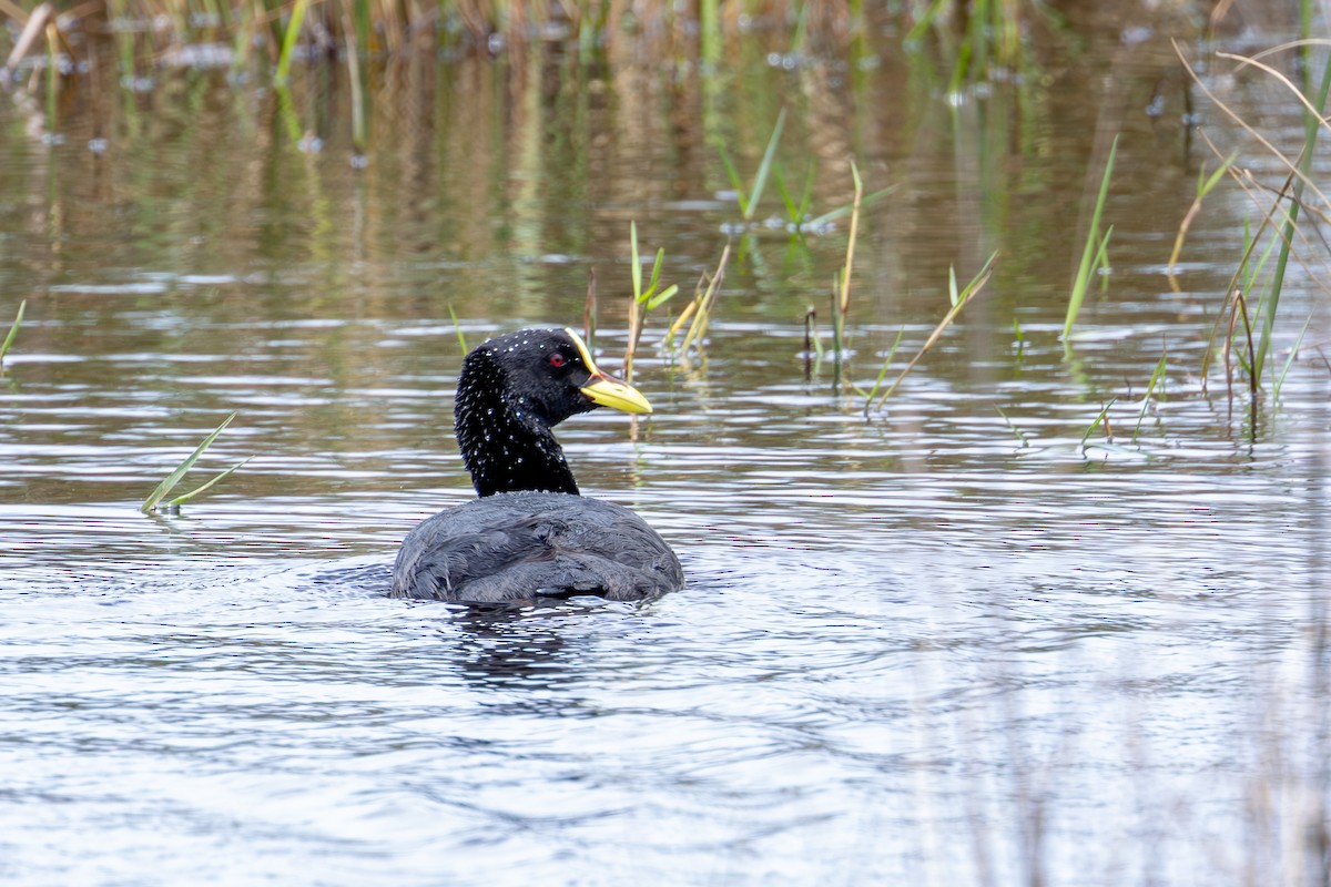 Red-gartered Coot - ML611362875