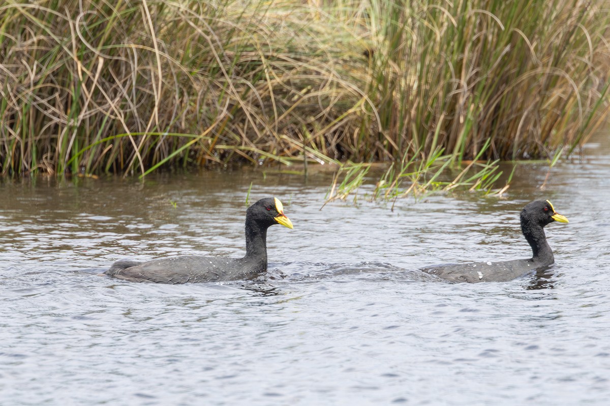 Red-gartered Coot - ML611362876