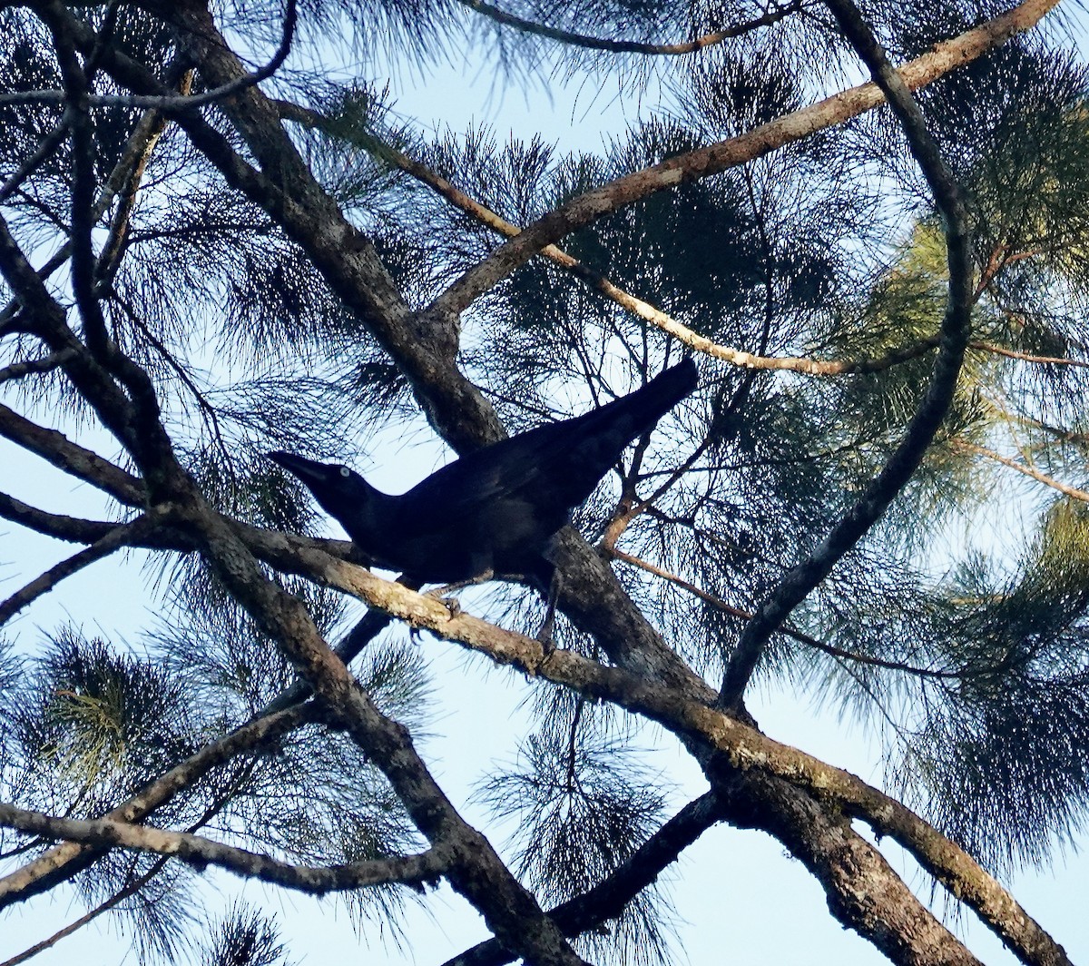 Long-billed Crow - Mark Shorten