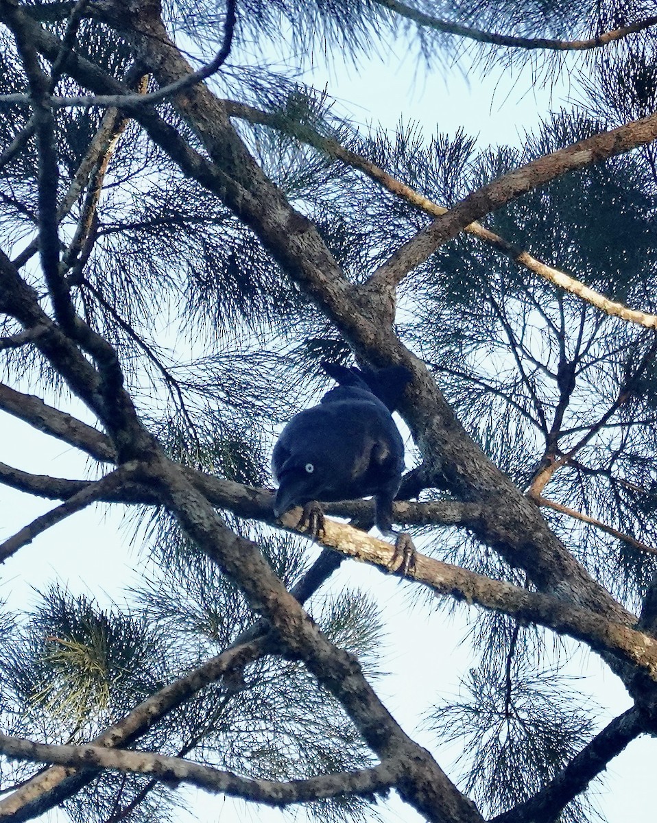 Long-billed Crow - ML611362882