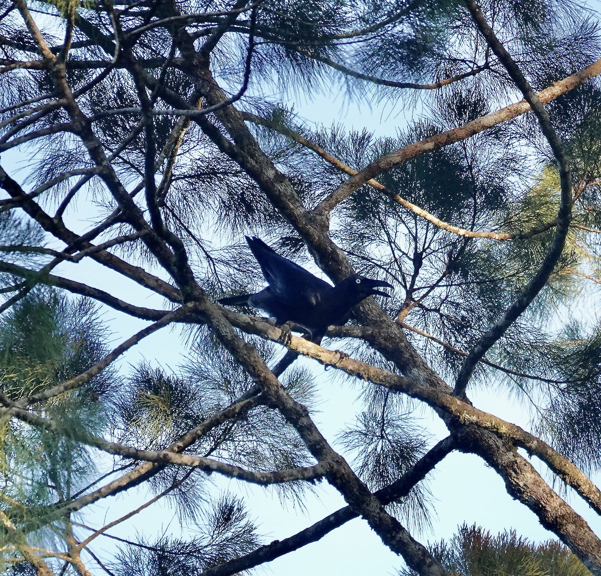 Long-billed Crow - ML611362883