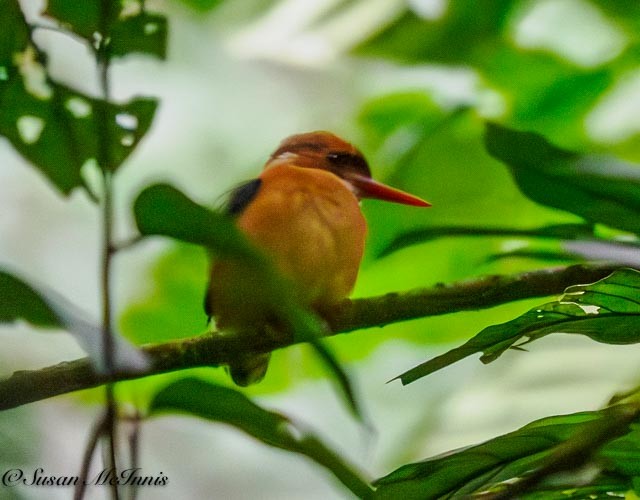 African Dwarf Kingfisher - Susan Mac