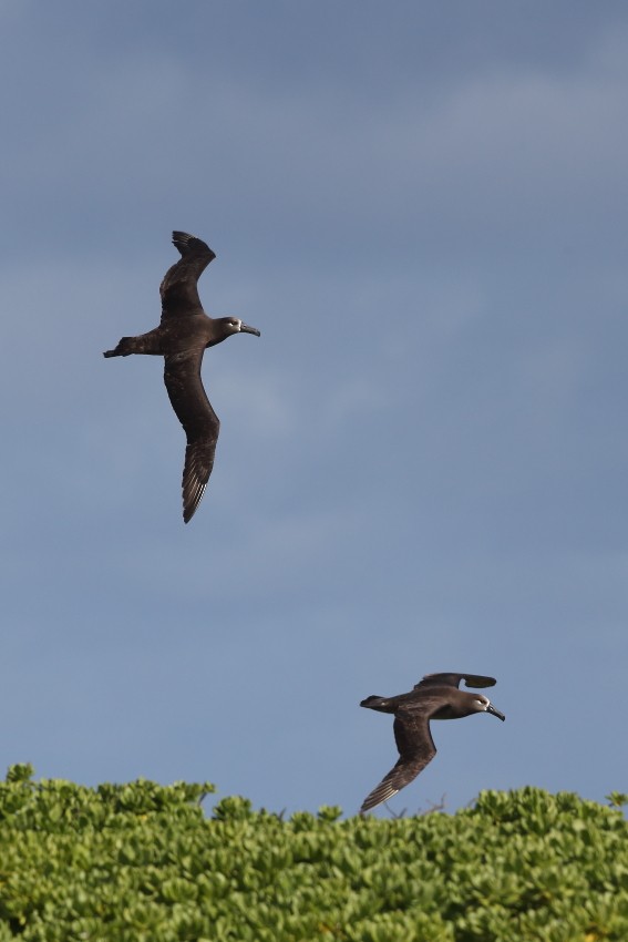 Black-footed Albatross - Jonathan Lethbridge