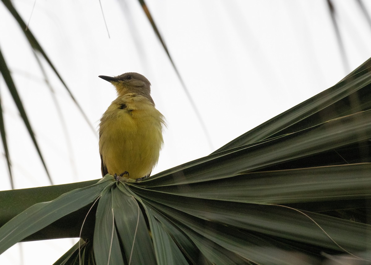 Cattle Tyrant - ML611363084