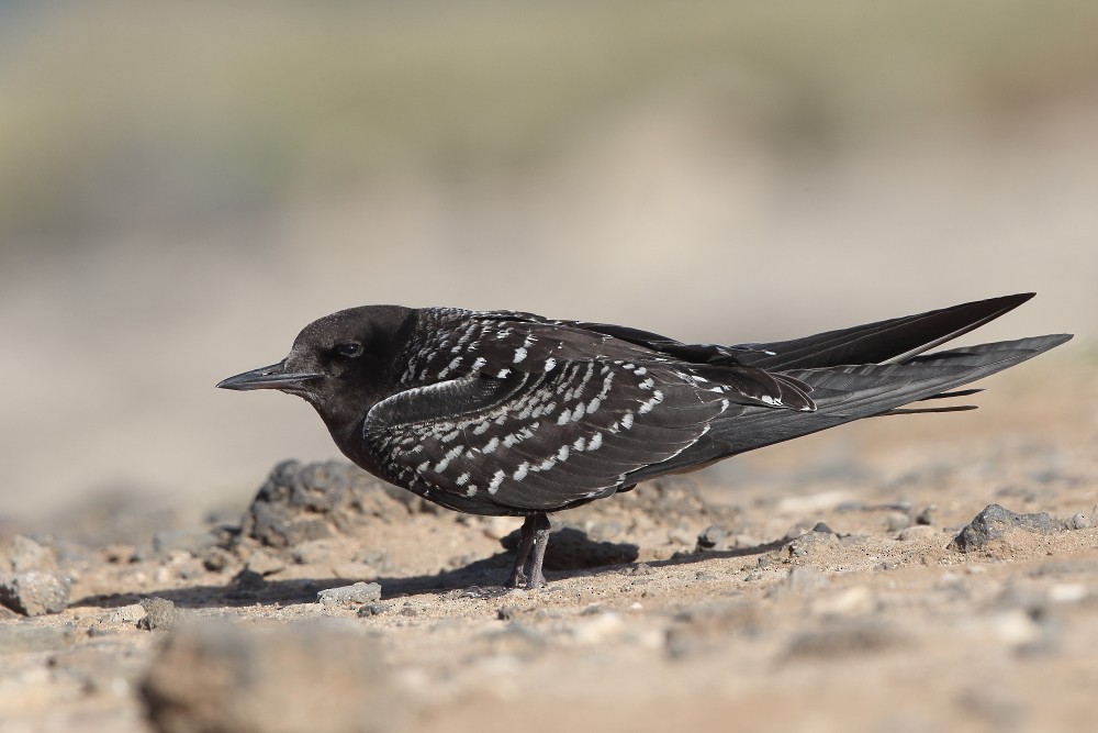 Sooty Tern - Jonathan Lethbridge