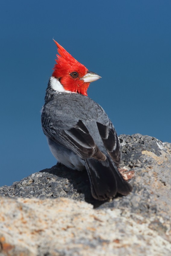 Red-crested Cardinal - Jonathan Lethbridge