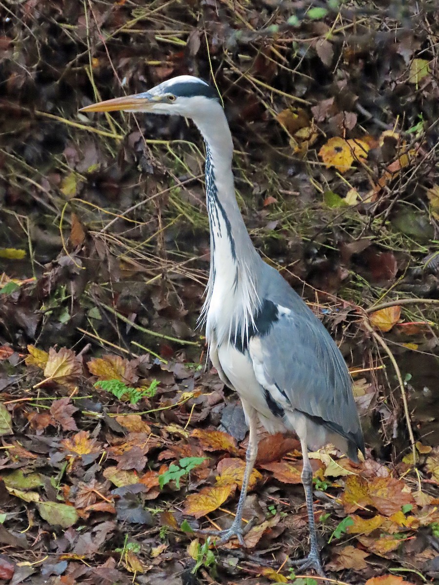 Gray Heron - ML611363121