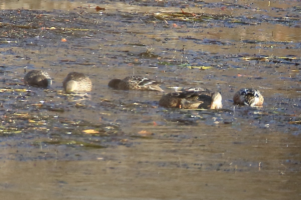 Northern Shoveler - ML611363128