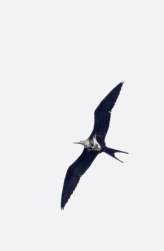 Lesser Frigatebird - ML611363135