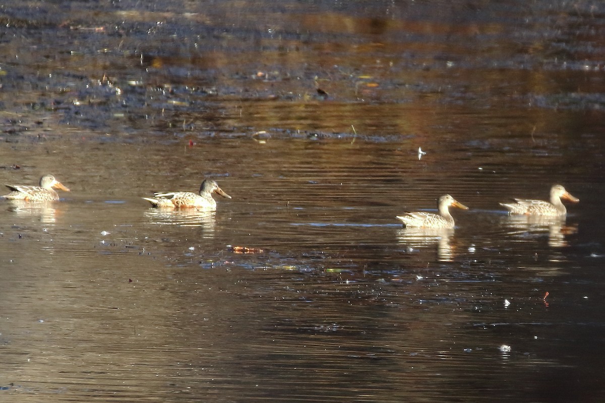 Northern Shoveler - ML611363137