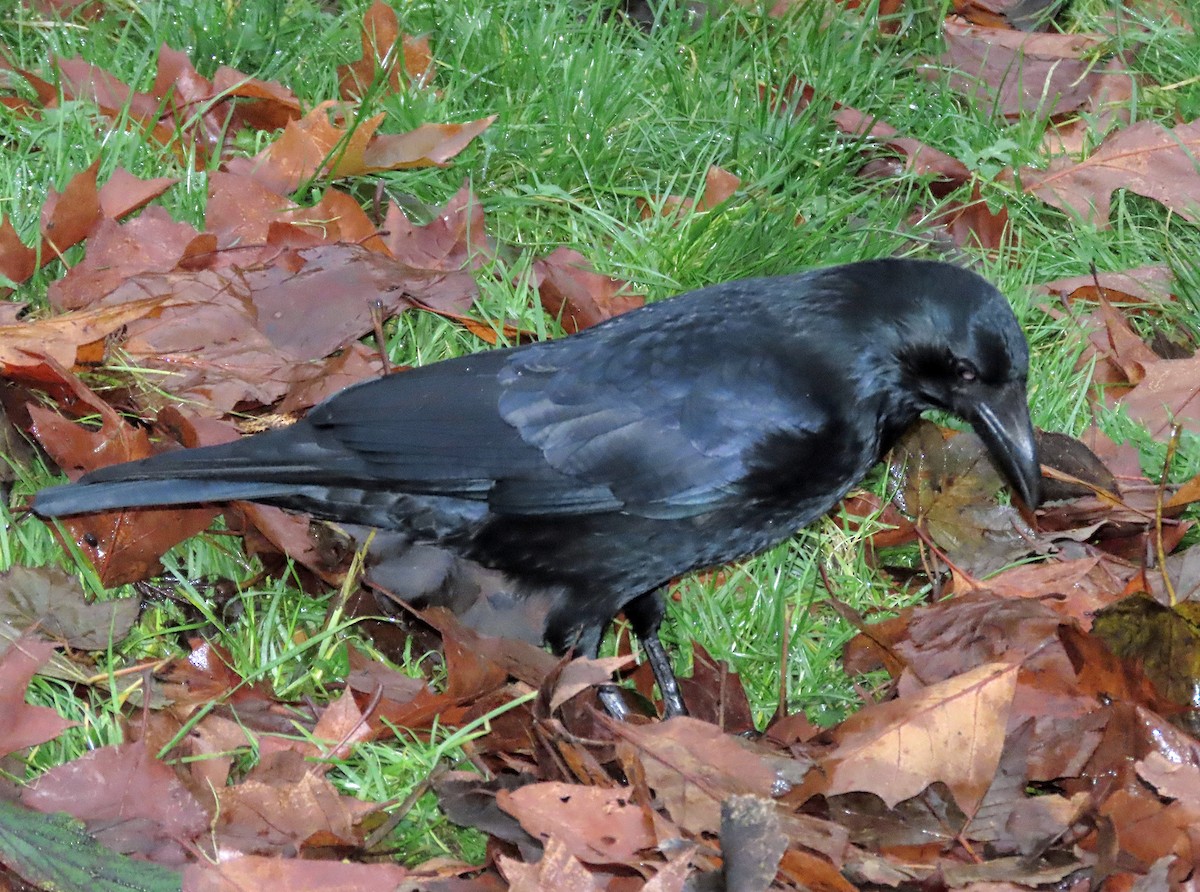 Carrion Crow - Brian Carruthers