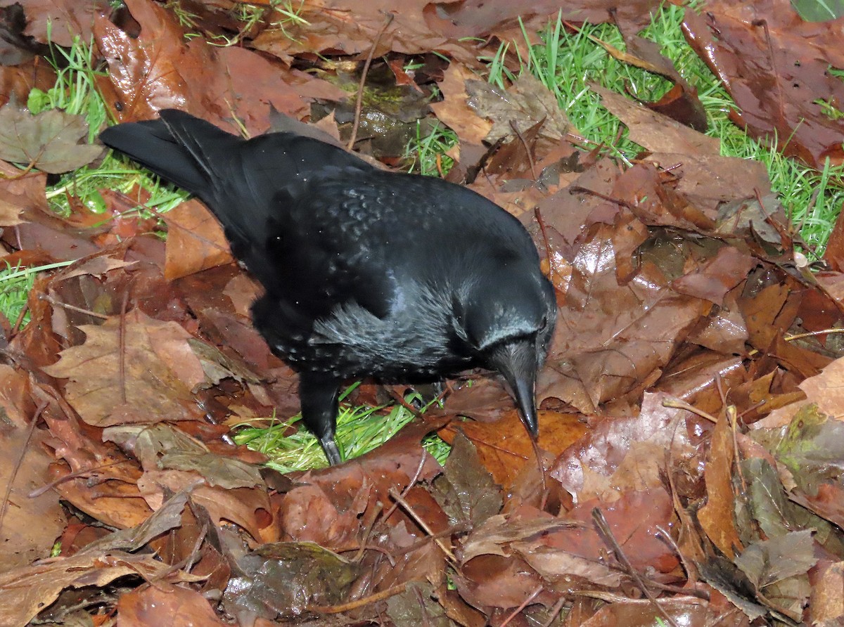 Carrion Crow - ML611363145