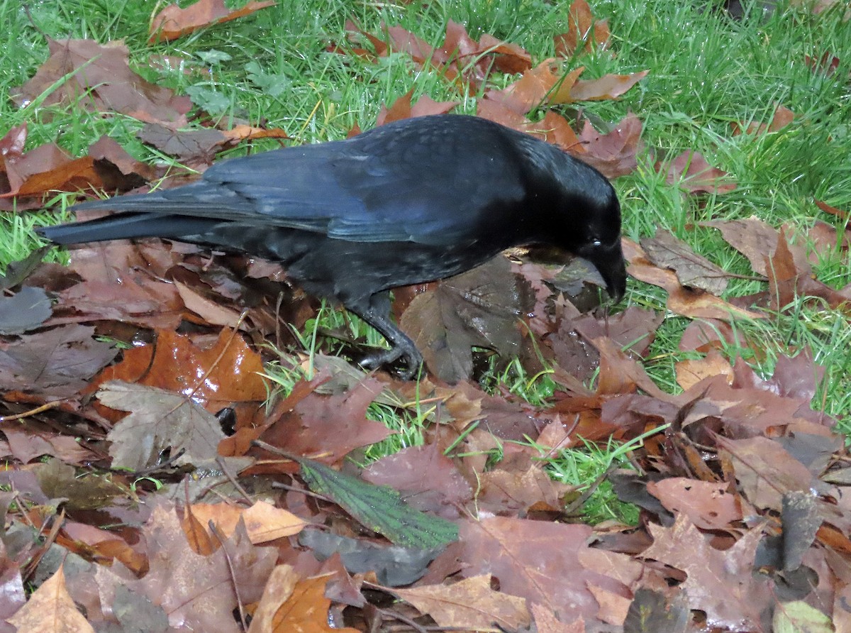 Carrion Crow - ML611363147