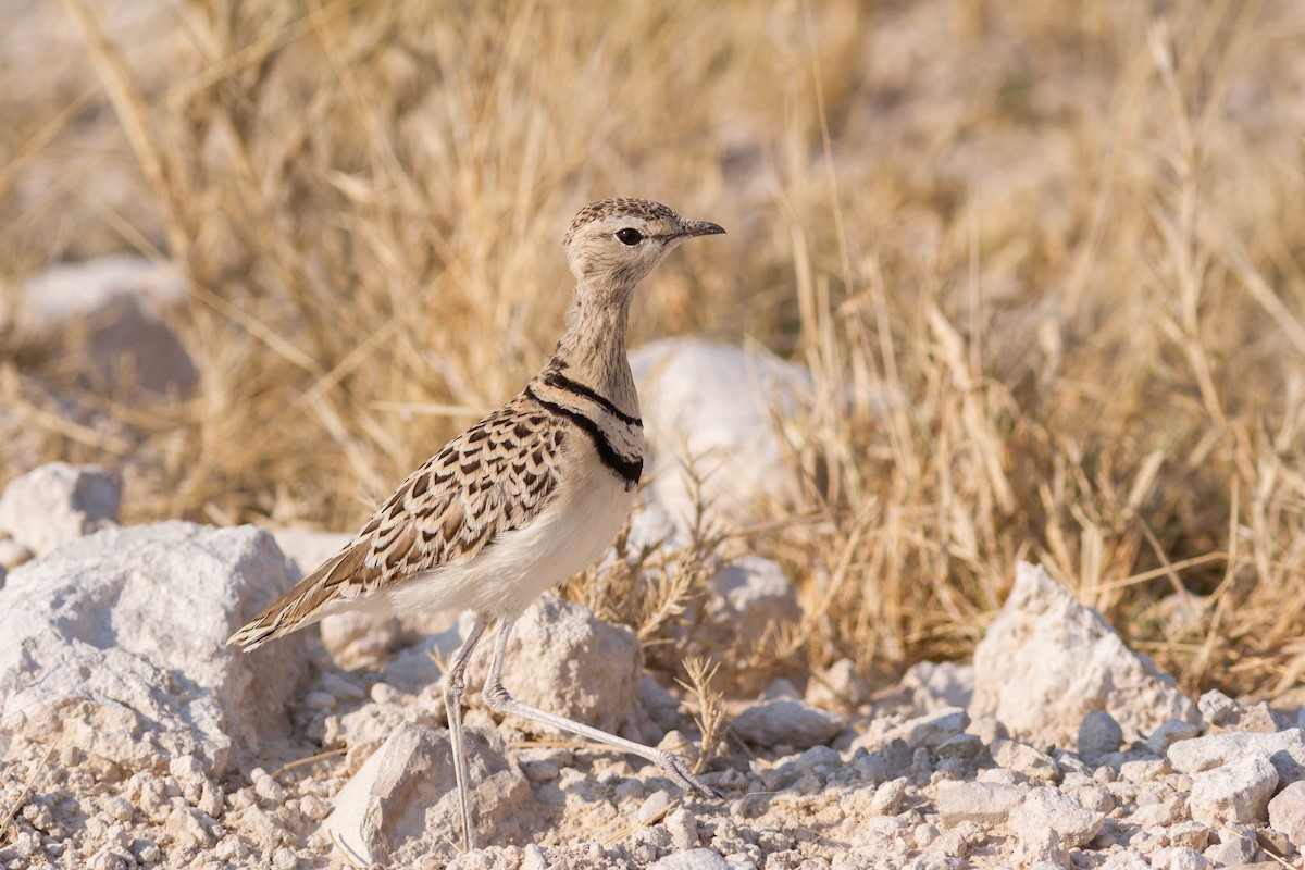Double-banded Courser - ML611363208
