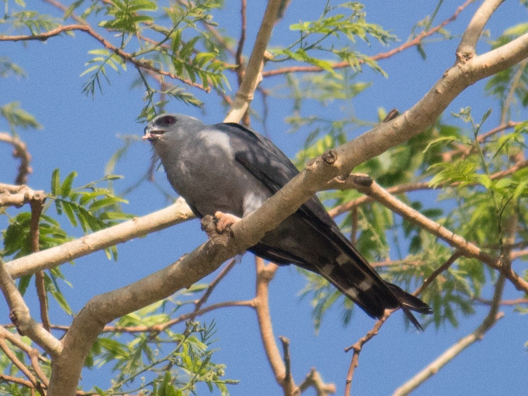 Plumbeous Kite - ML611363215