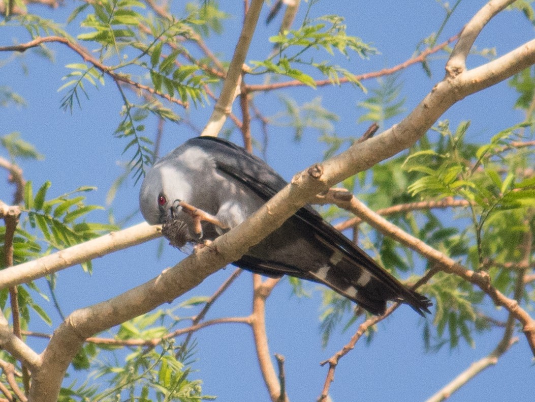 Plumbeous Kite - ML611363216