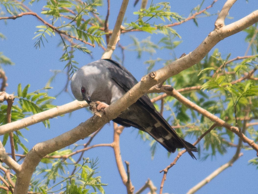 Plumbeous Kite - ML611363217