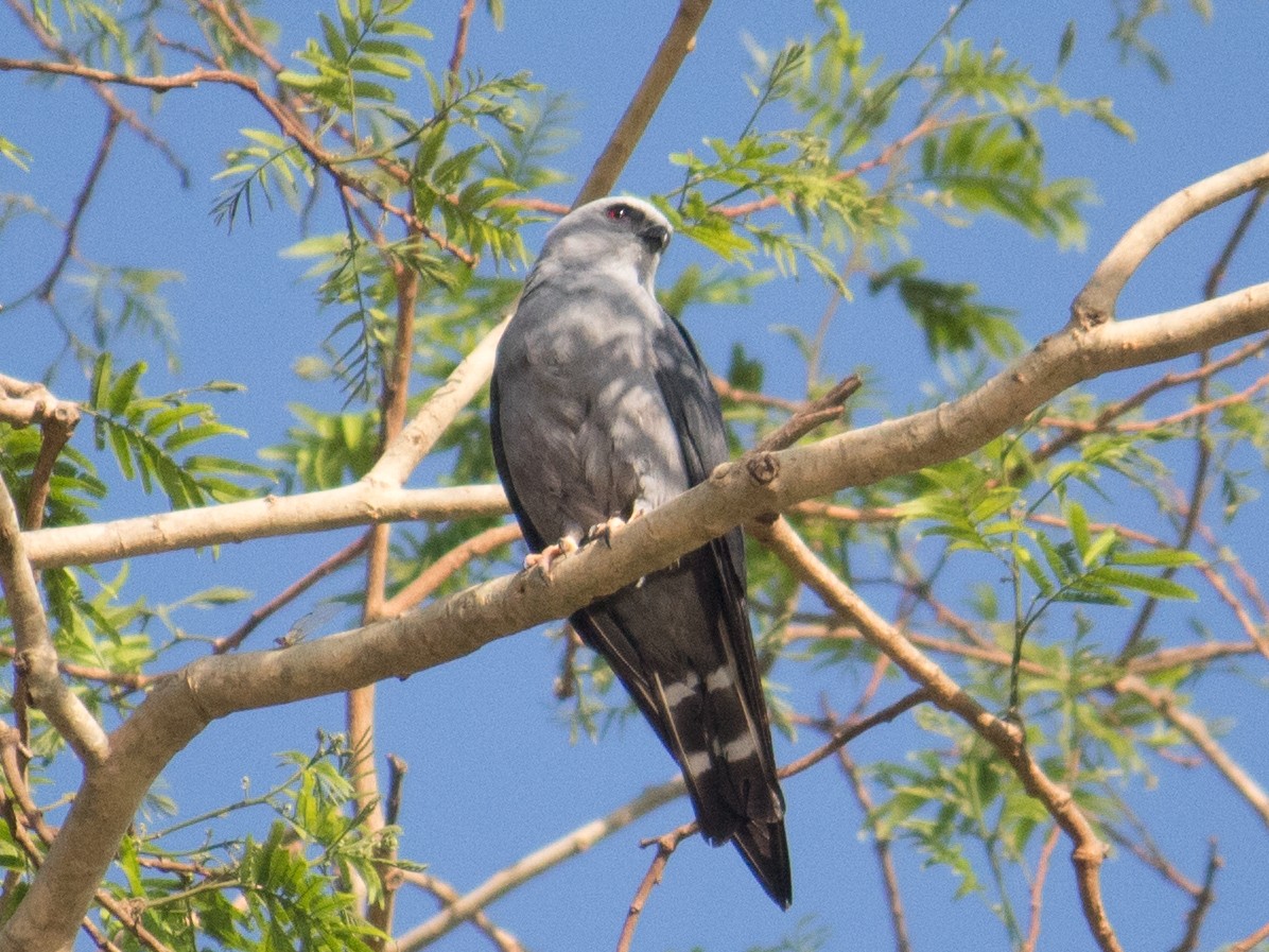 Plumbeous Kite - ML611363219