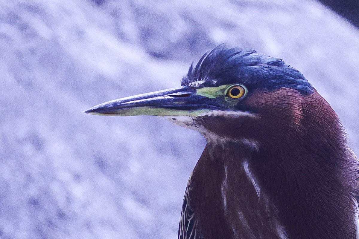 Green Heron - ML611363222