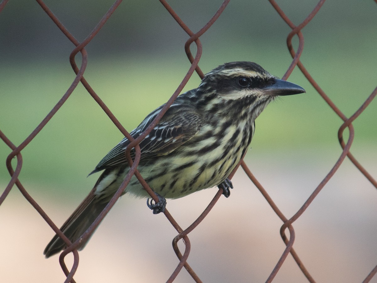 Streaked Flycatcher - ML611363227