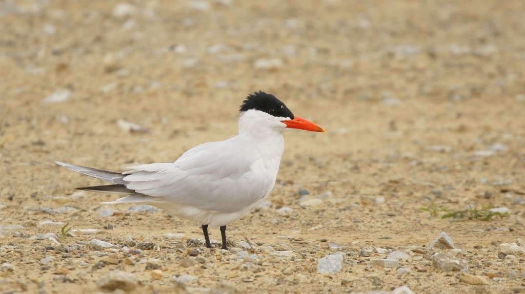 Caspian Tern - ML611363277