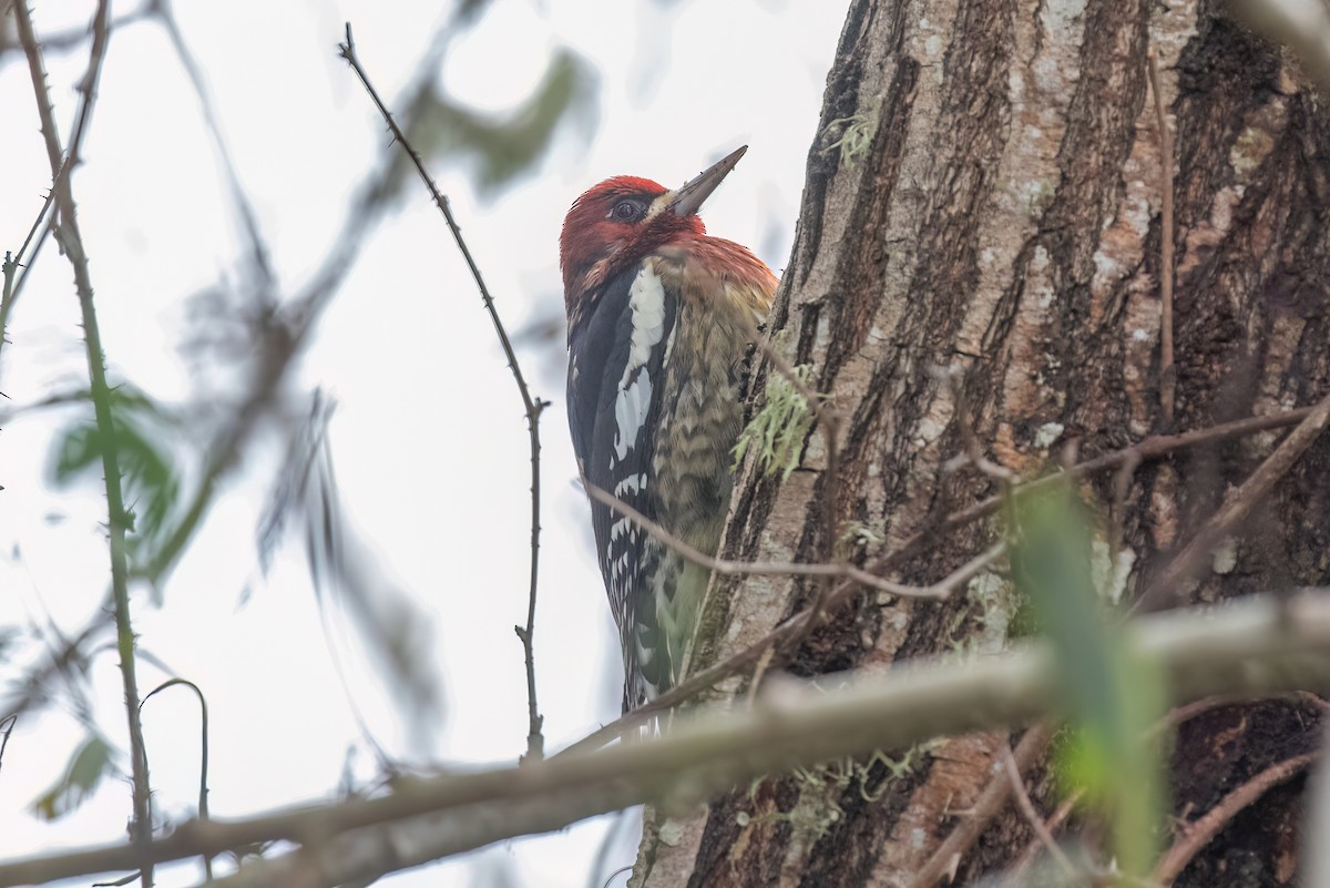 Red-breasted Sapsucker - ML611363338