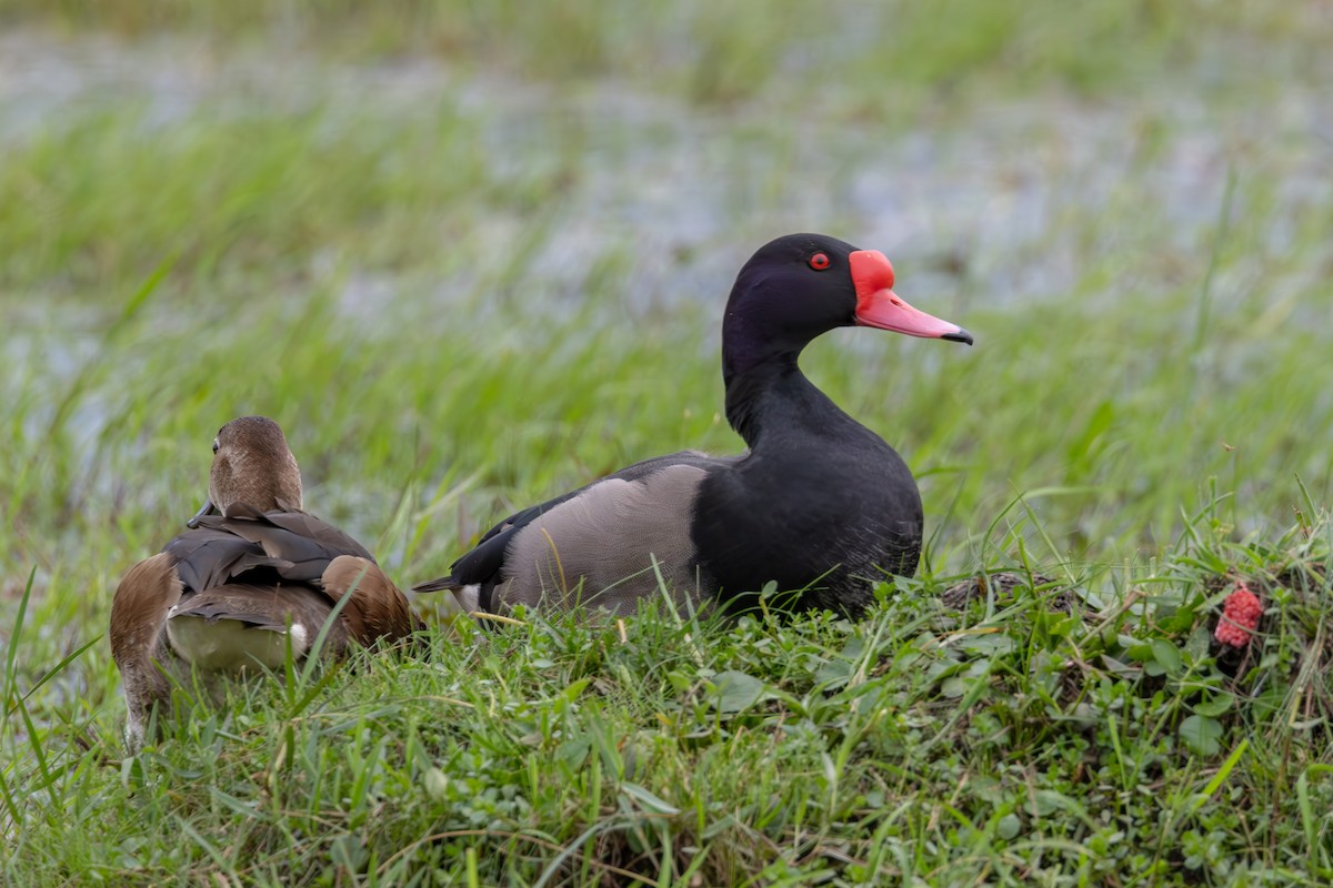 Rosy-billed Pochard - ML611363348