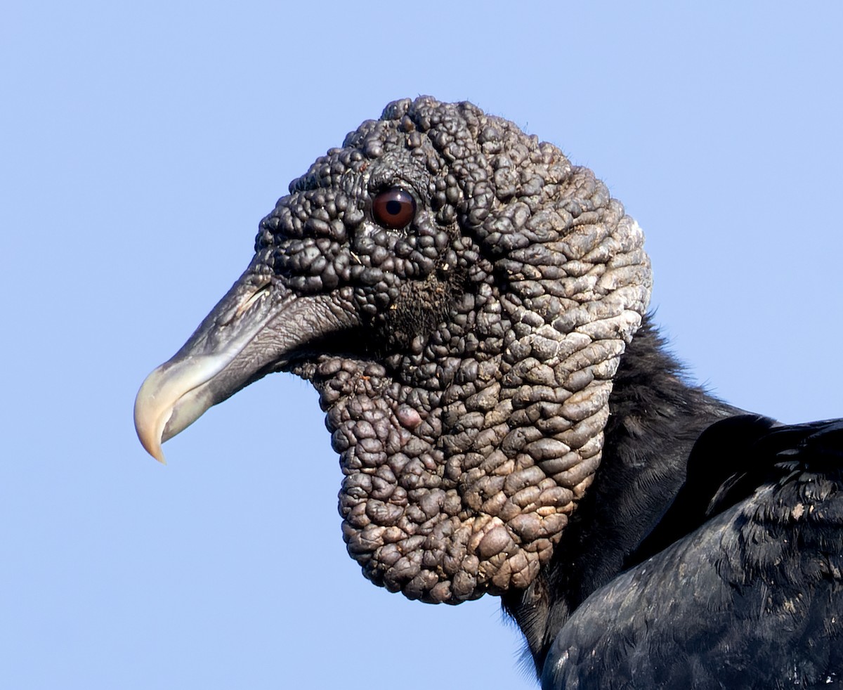 Black Vulture - Stephane Demers