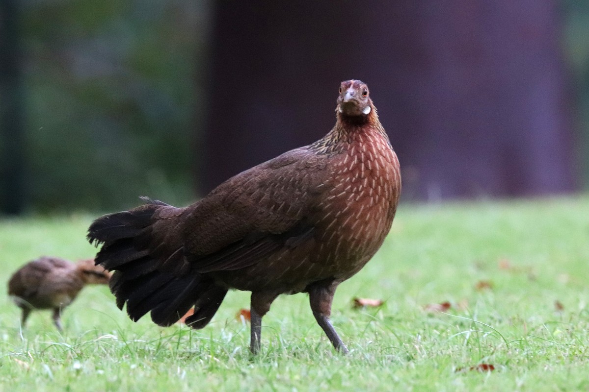 紅原雞 - ML611363360