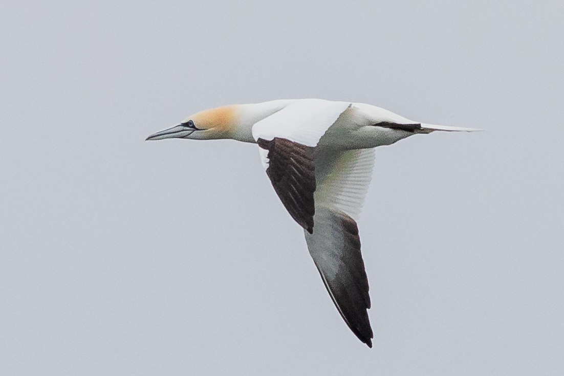 Northern Gannet - ML611363387