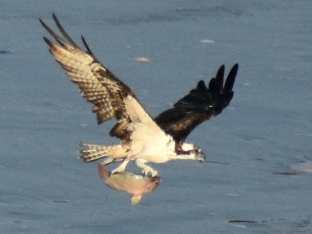 Águila Pescadora - ML611363481