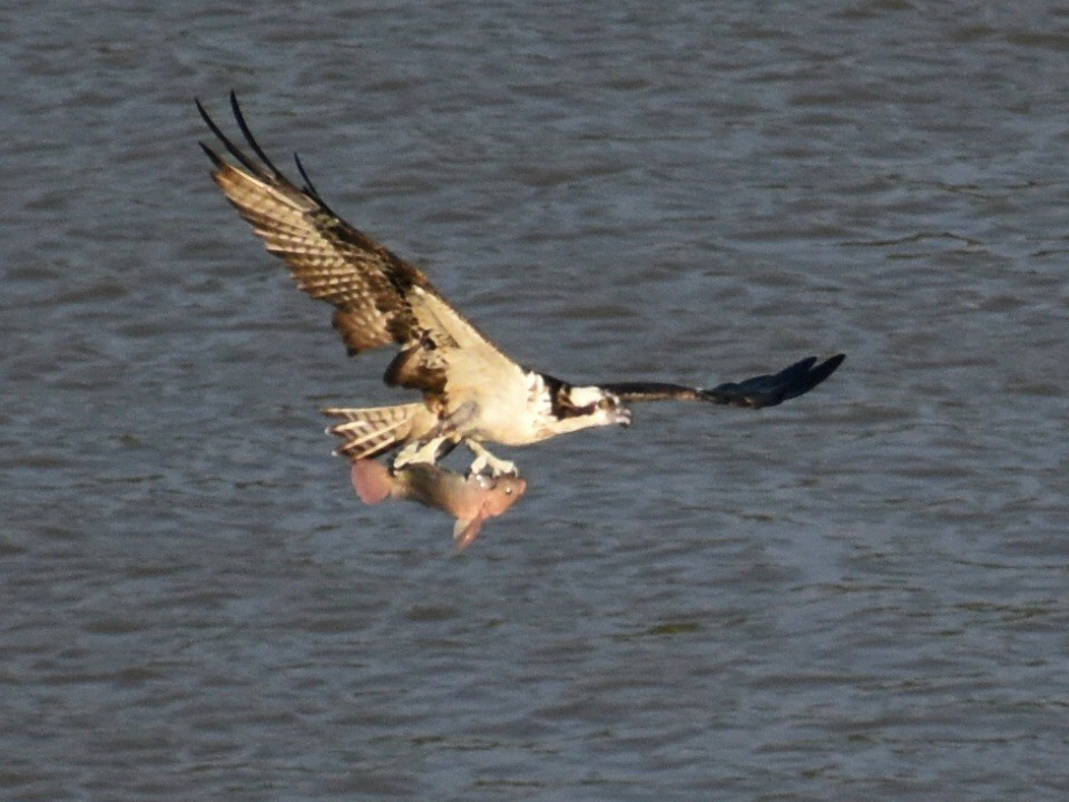 Balbuzard pêcheur - ML611363482