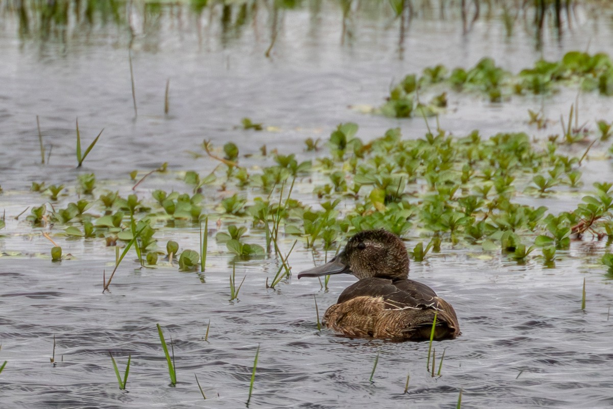 Black-headed Duck - ML611363484