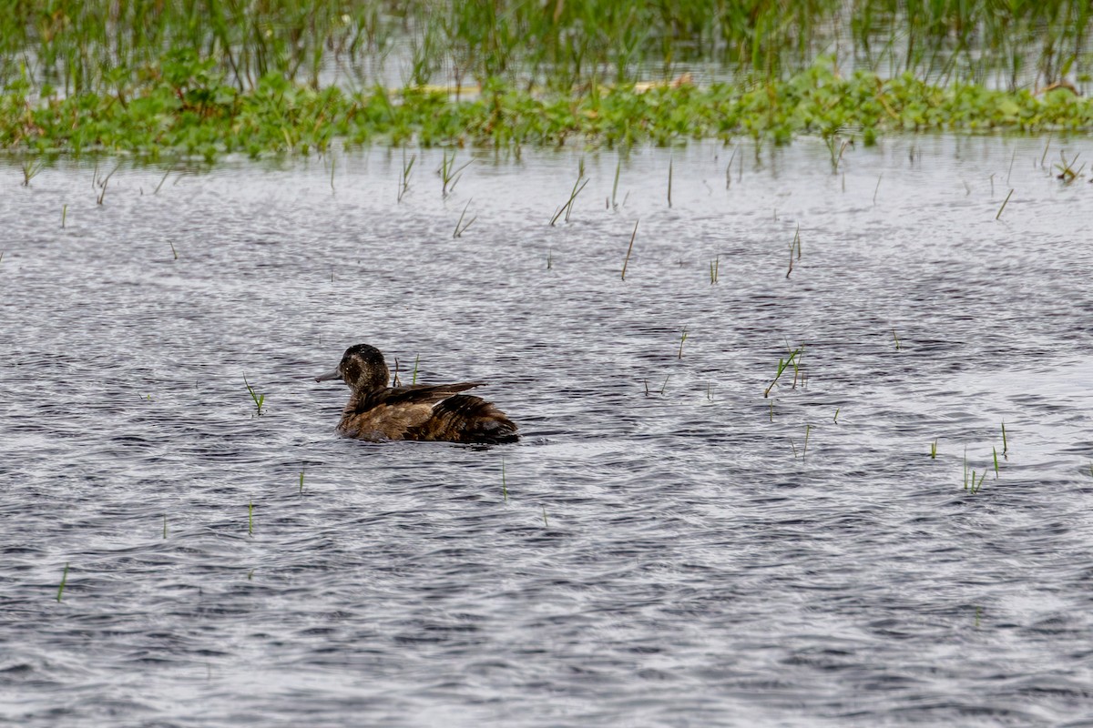 Black-headed Duck - ML611363486