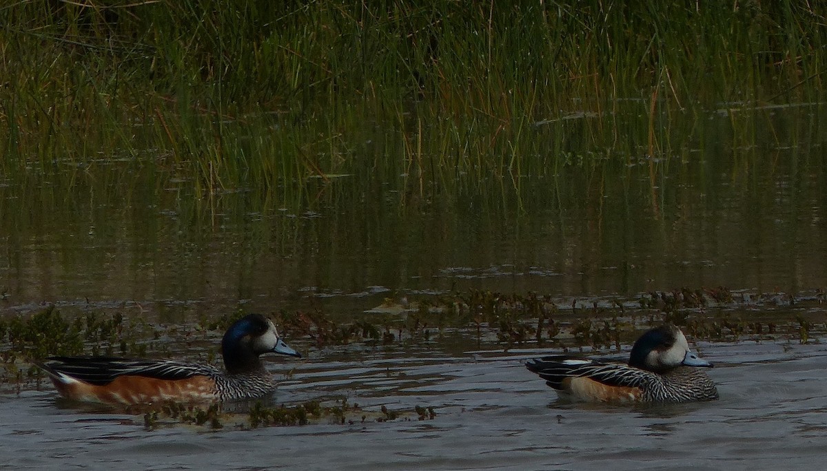 Chiloe Wigeon - Maria Ogrzewalska