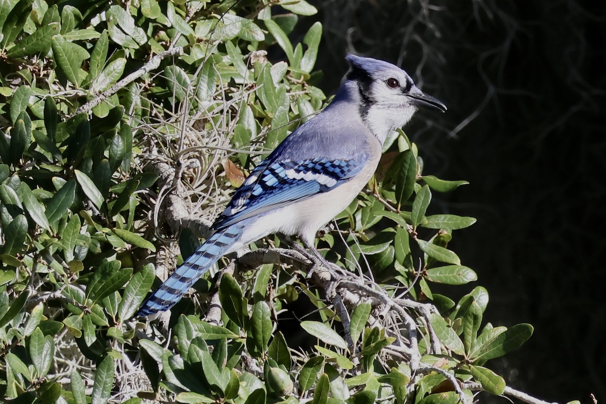 Blue Jay - ML611363538