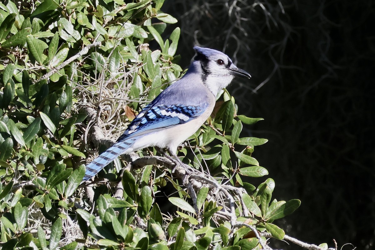 Blue Jay - ML611363539