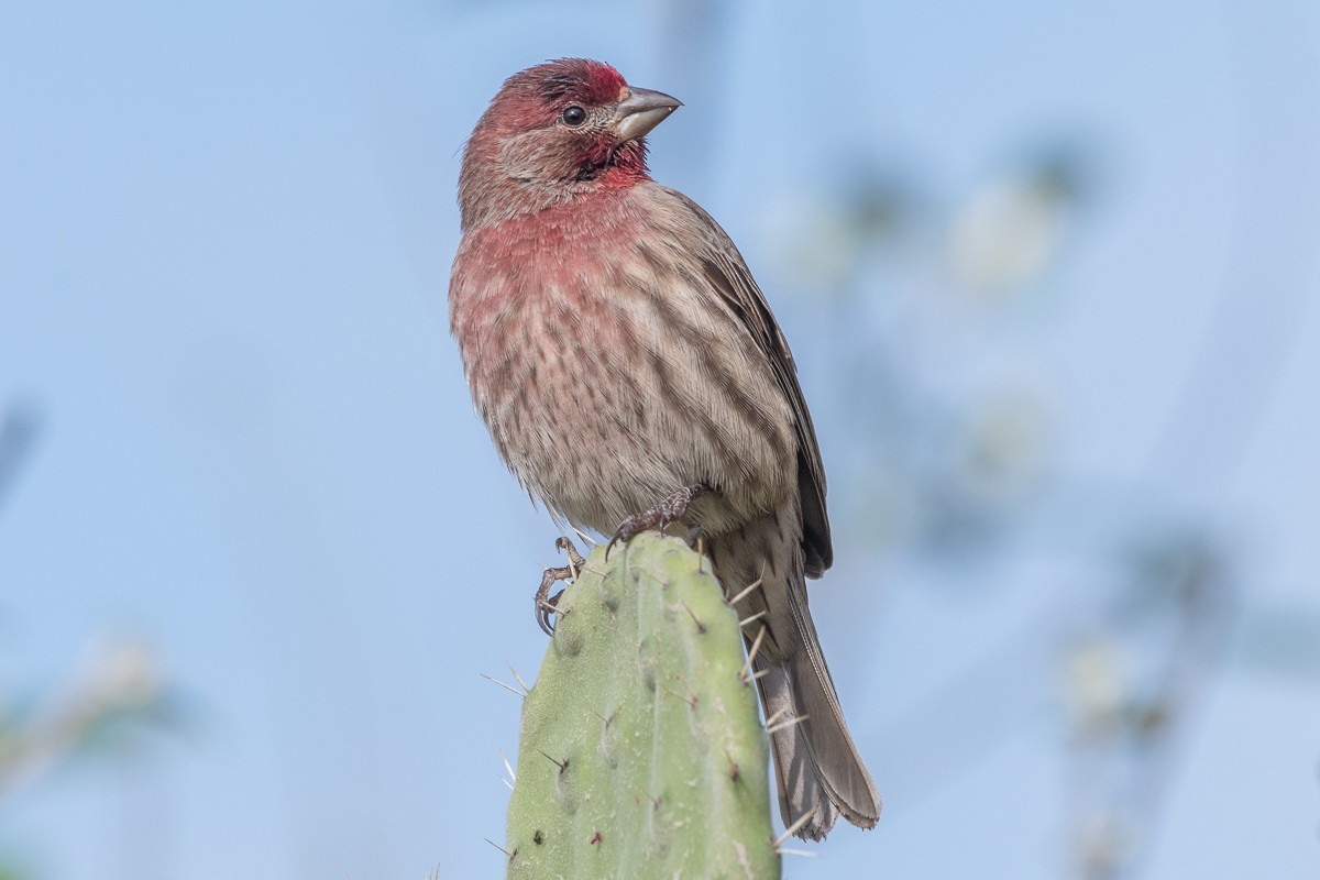 House Finch - ML611363545