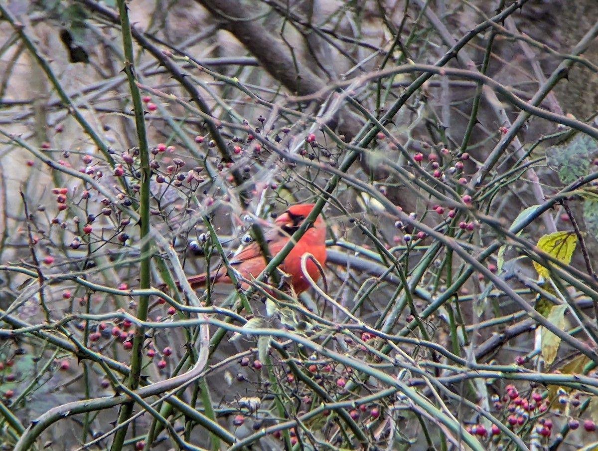 Northern Cardinal - ML611363548