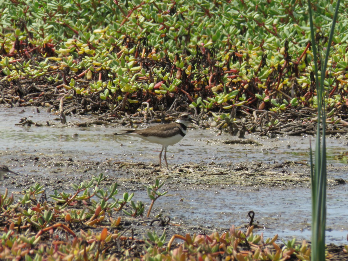 Killdeer - ML611363572