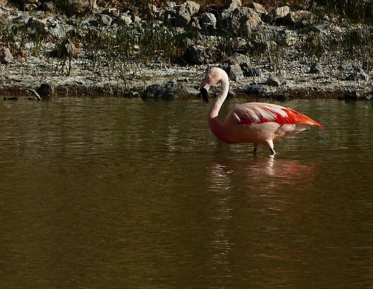 Şili Flamingosu - ML611363574