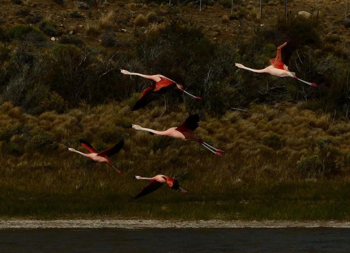 Chilean Flamingo - ML611363575